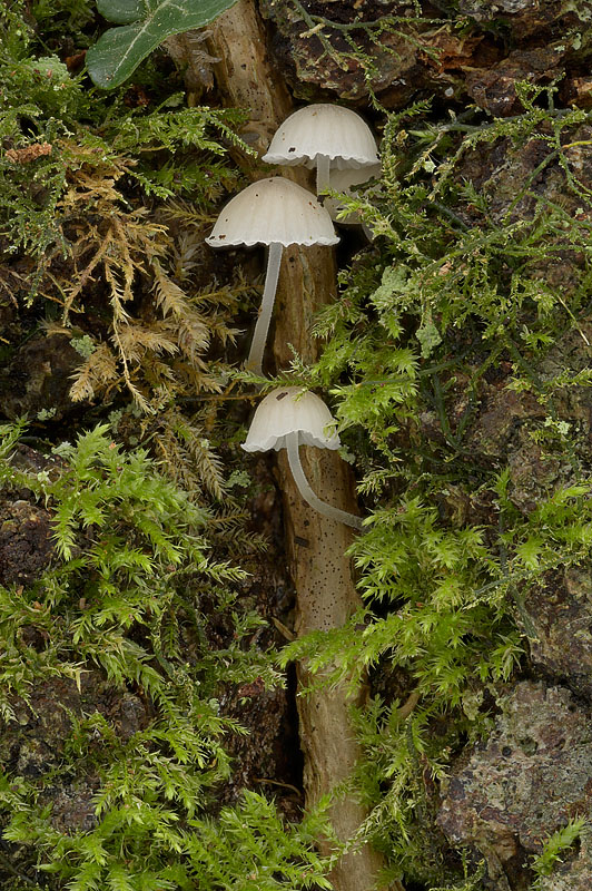 Mycena hiemalis